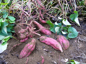 Nursery_2010-11-15 008.jpg